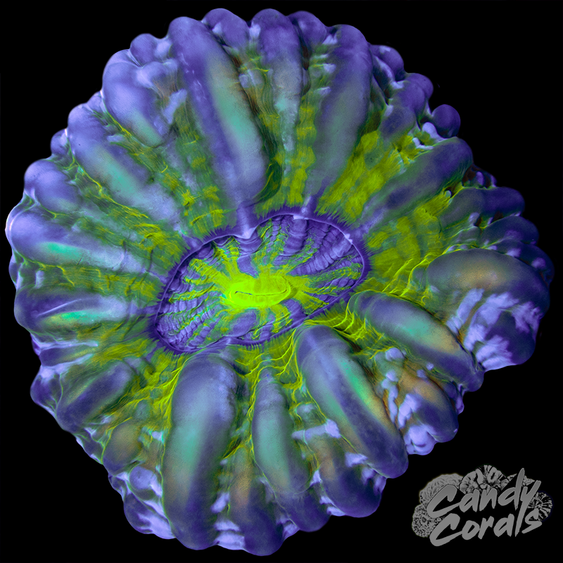 Ultra Cynarina WYSIWYG 81