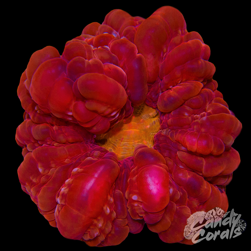 Ultra Cynarina WYSIWYG 72