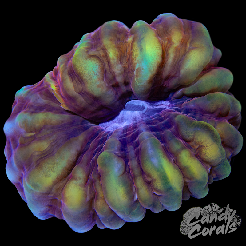 Ultra Cynarina WYSIWYG 27