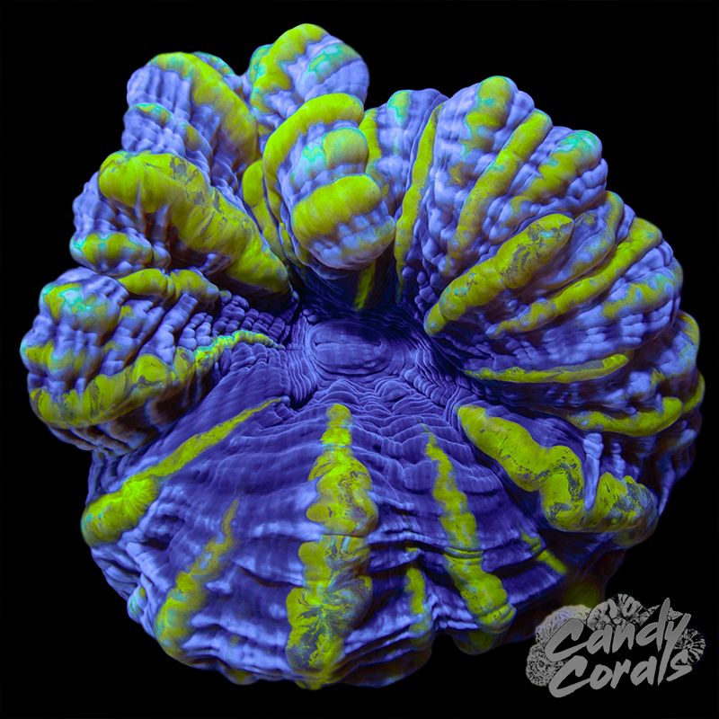Ultra Cynarina WYSIWYG 24