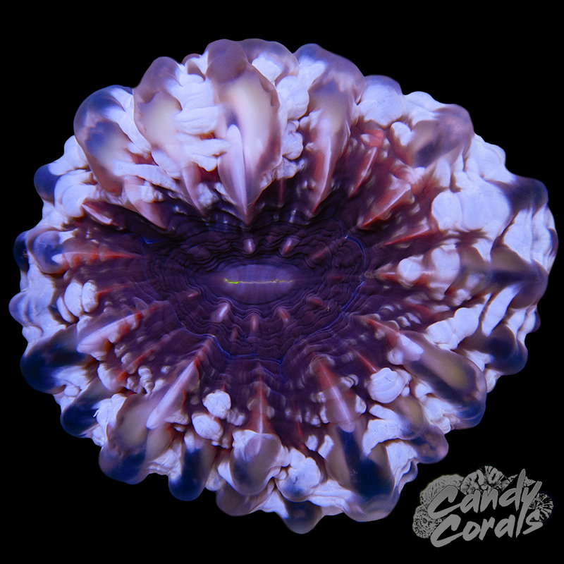 Purple and White Cynarina WYSIWYG 15