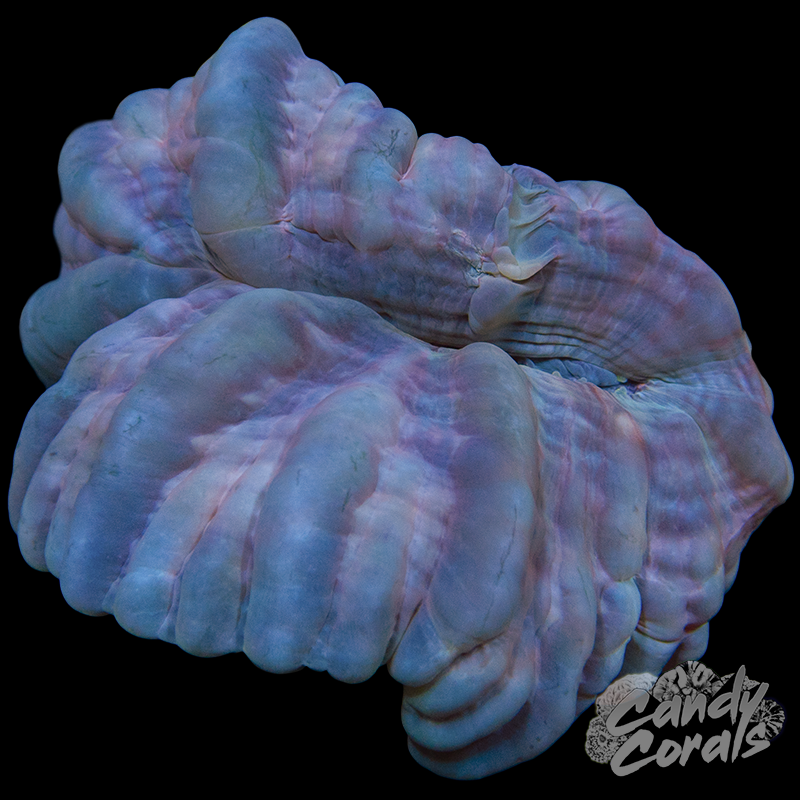 Ultra Cynarina WYSIWYG 97