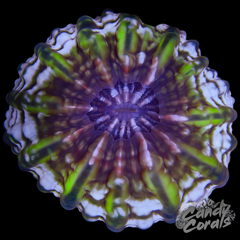 Ultra Cynarina WYSIWYG 17