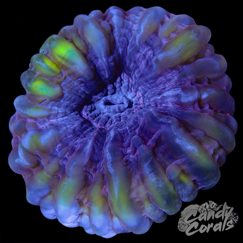 Ultra Cynarina WYSIWYG 25