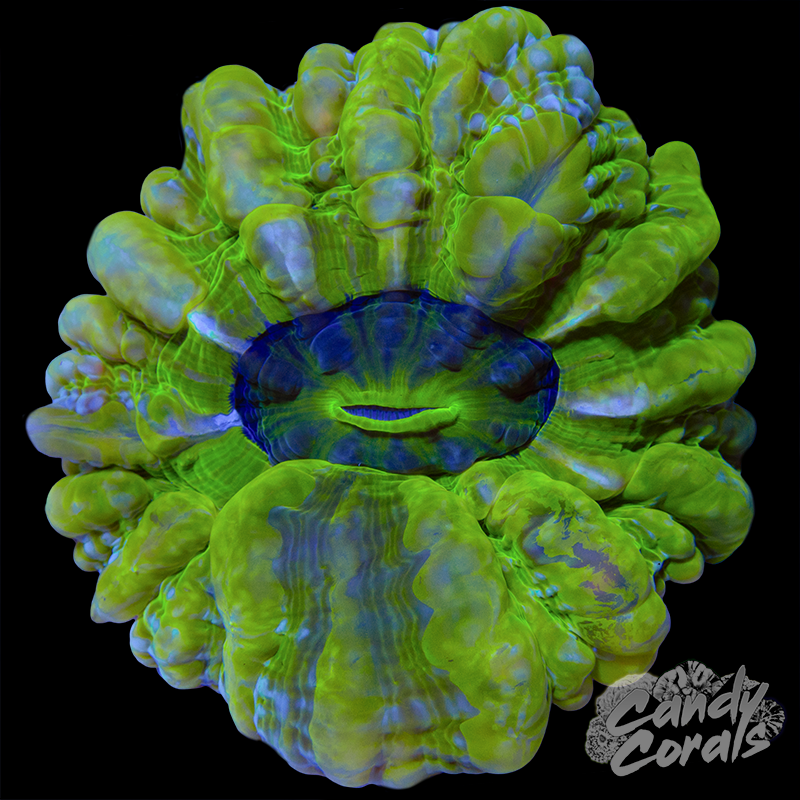 Ultra Cynarina WYSIWYG 28