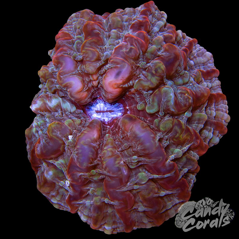 Ultra Indophyllia WYSIWYG 13