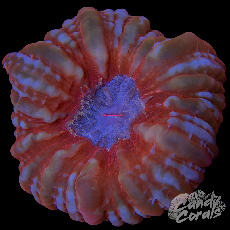 Ultra Red Cynarina WYSIWYG 11