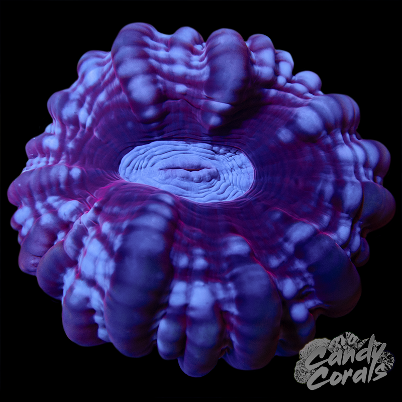 Ultra Cynarina WYSIWYG 26
