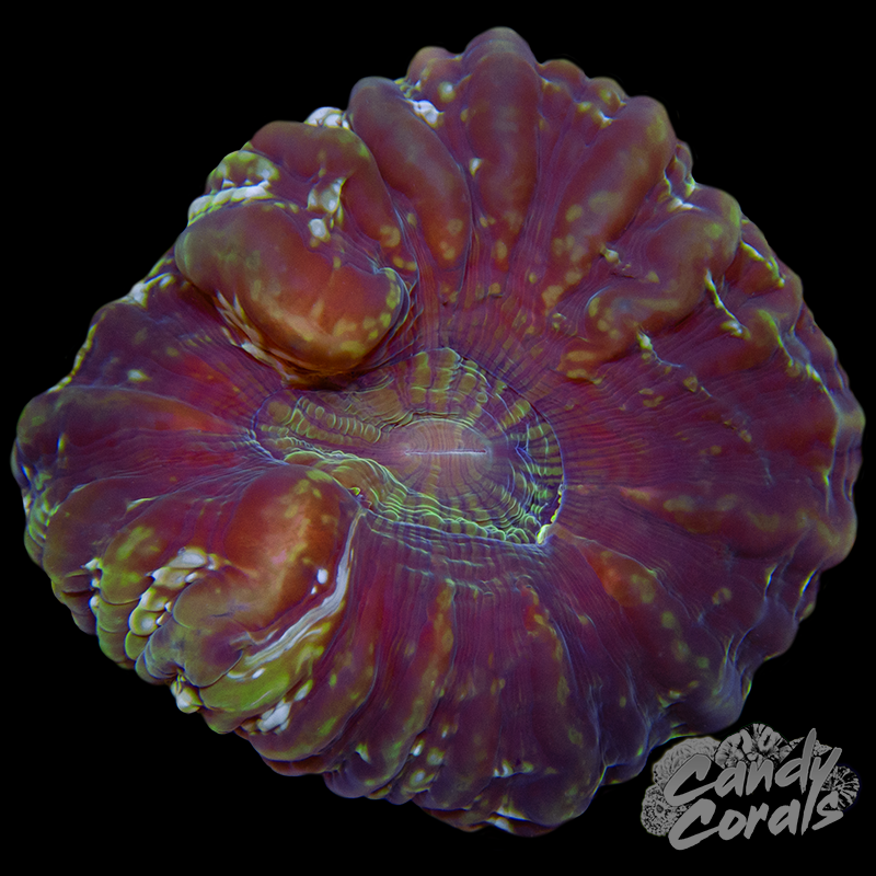 Ultra Cynarina WYSIWYG 5