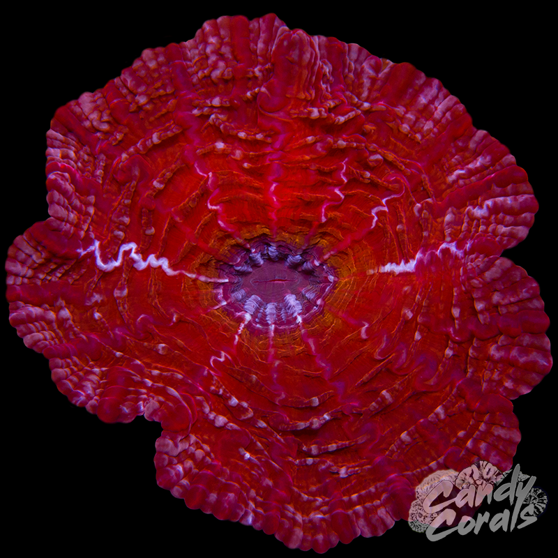 Ultra Cynarina WYSIWYG 68