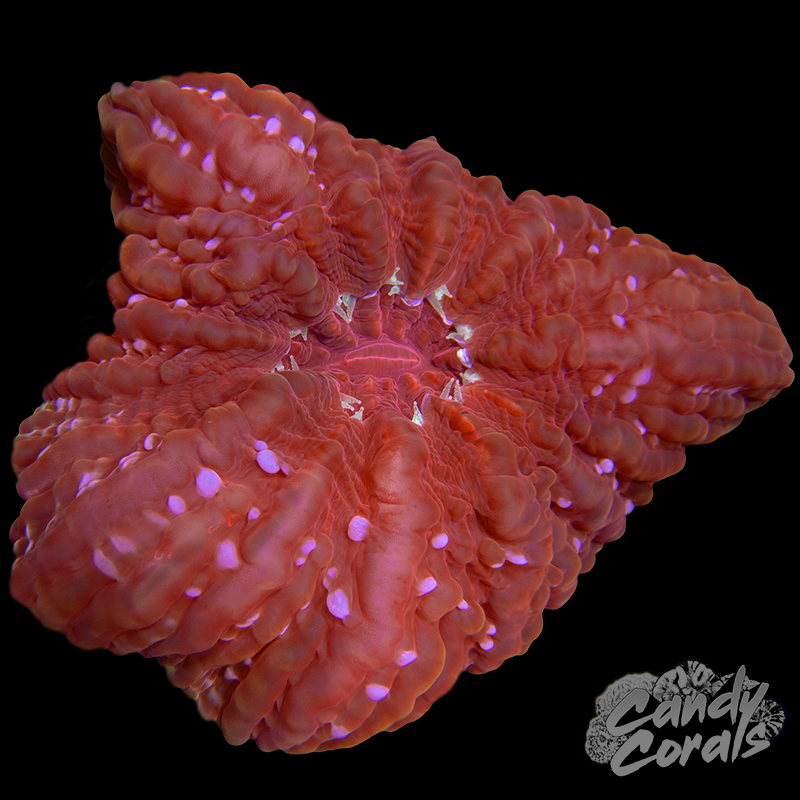 Ultra Red Cynarina WYSIWYG 12