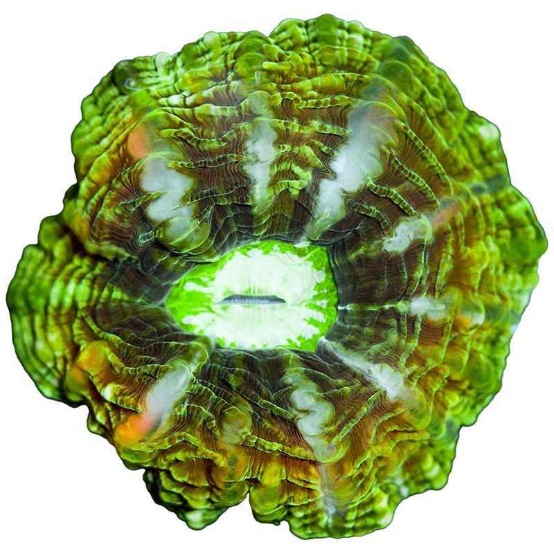 Ultra Cynarina WYSIWYG 82