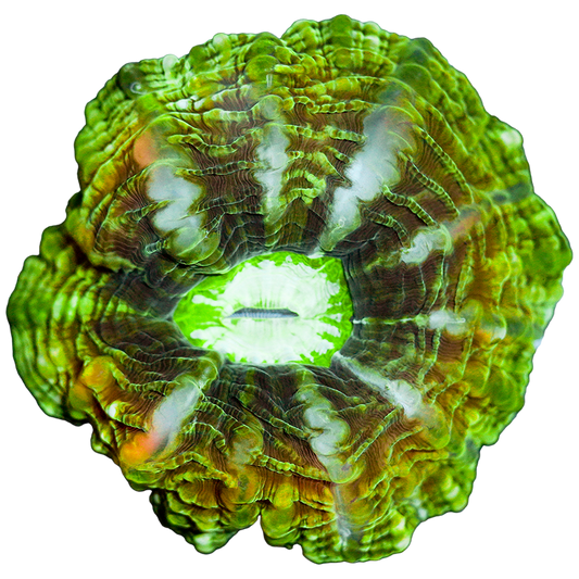 Ultra Cynarina WYSIWYG 82