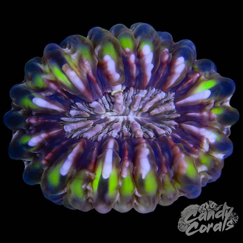 Ultra Cynarina WYSIWYG 19