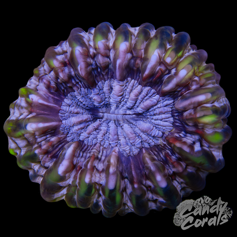 Ultra Cynarina WYSIWYG 22