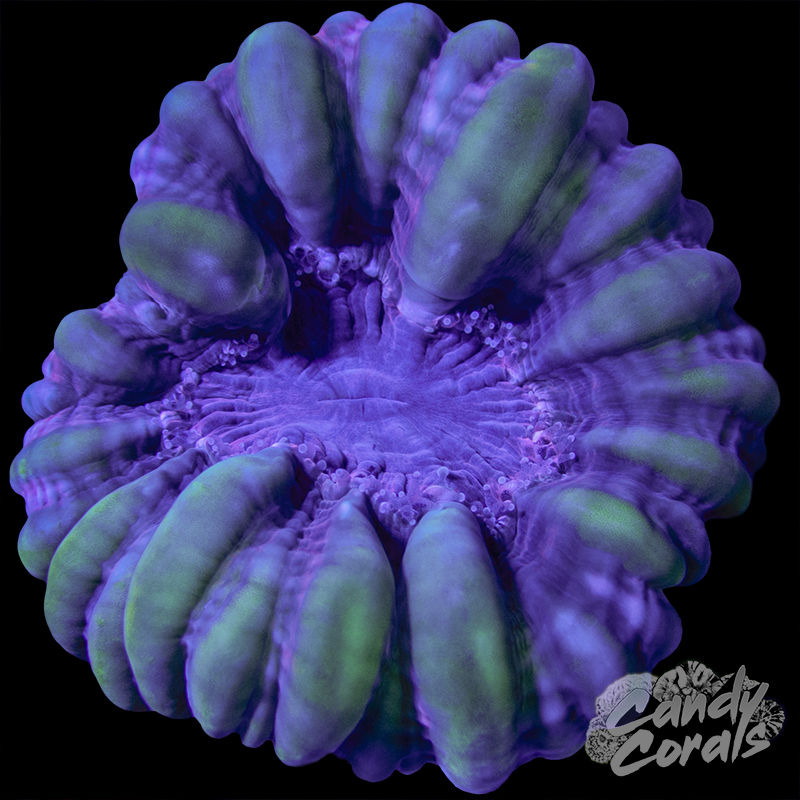 Ultra Cynarina WYSIWYG 84