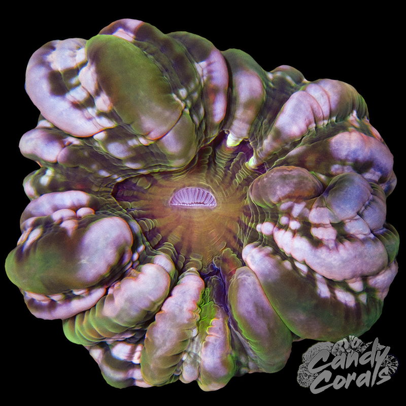 Ultra Cynarina WYSIWYG 4