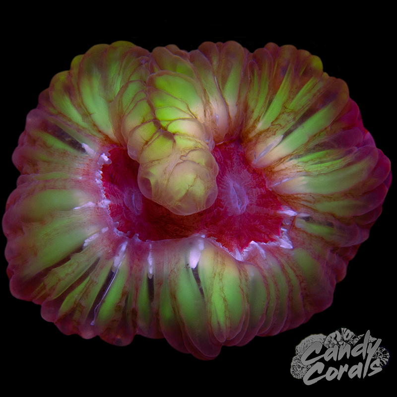 Double Head Ultra Cynarina WYSIWYG 6