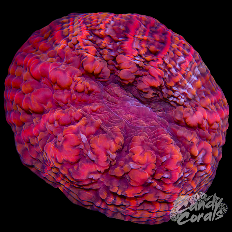 Ultra Cynarina WYSIWYG 20