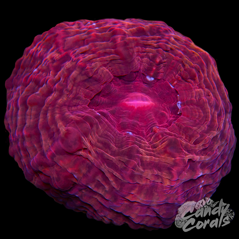 Ultra Cynarina WYSIWYG 21