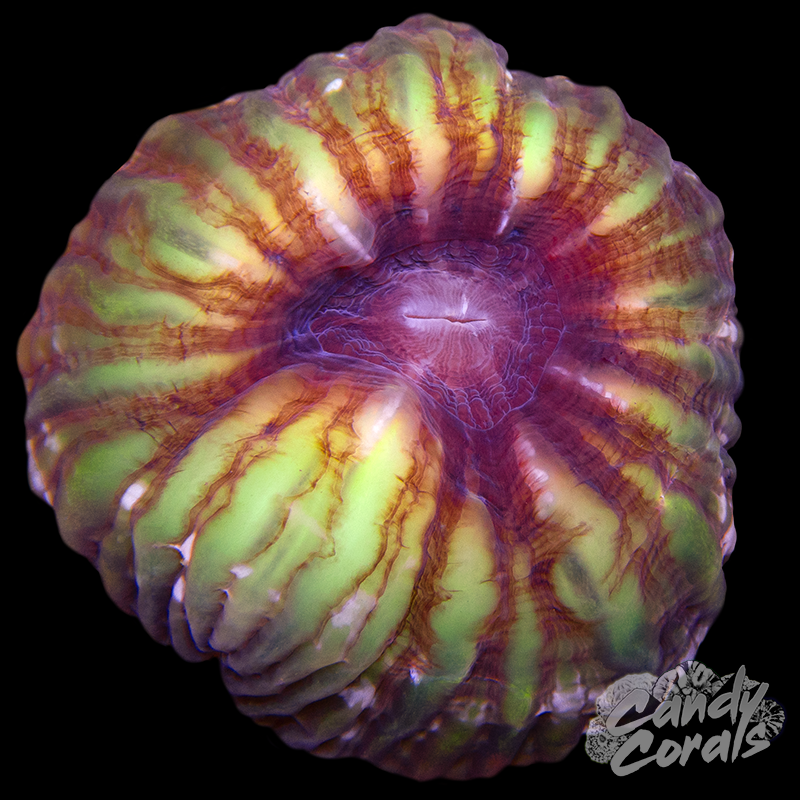 Ultra Cynarina WYSIWYG 11