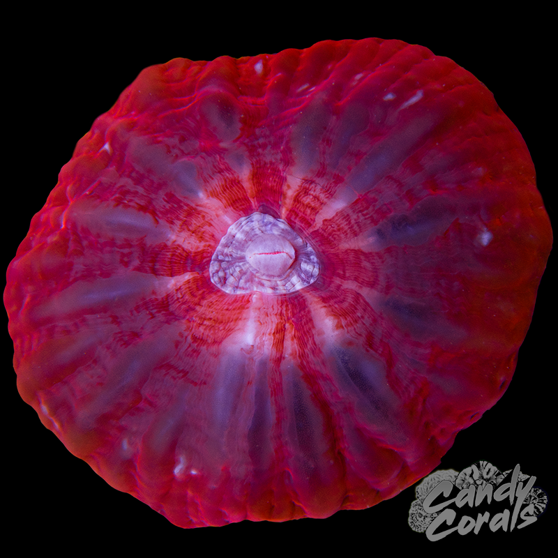 Ultra Cynarina WYSIWYG 15