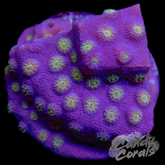 ACI Sunrise Cyphastrea Frag