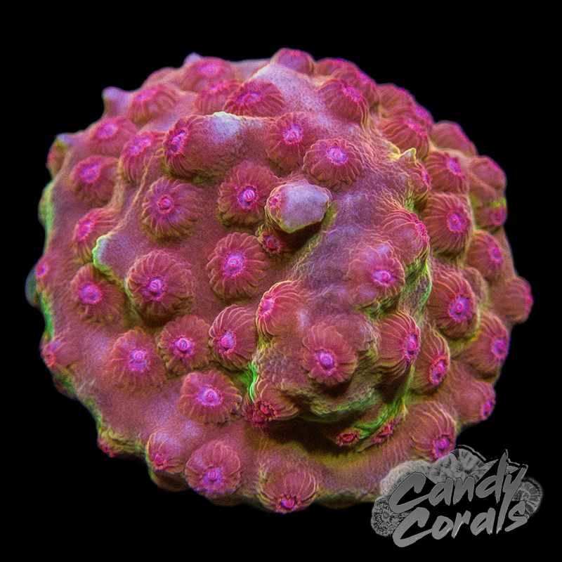 JF Spellbound Cyphastrea Frag C18