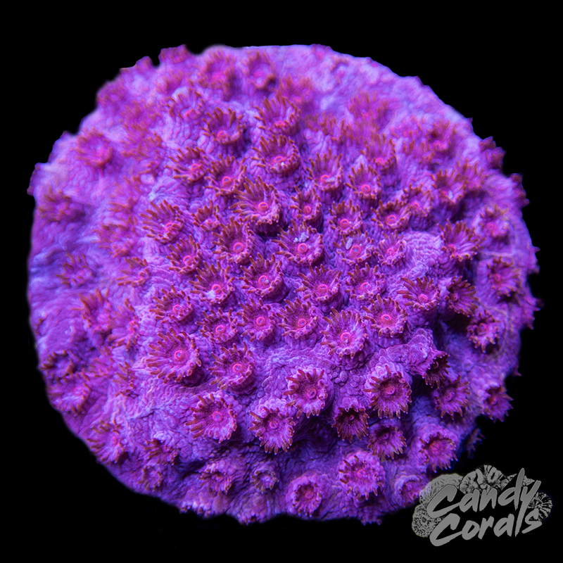 Pinky Cyphastrea Frag C33