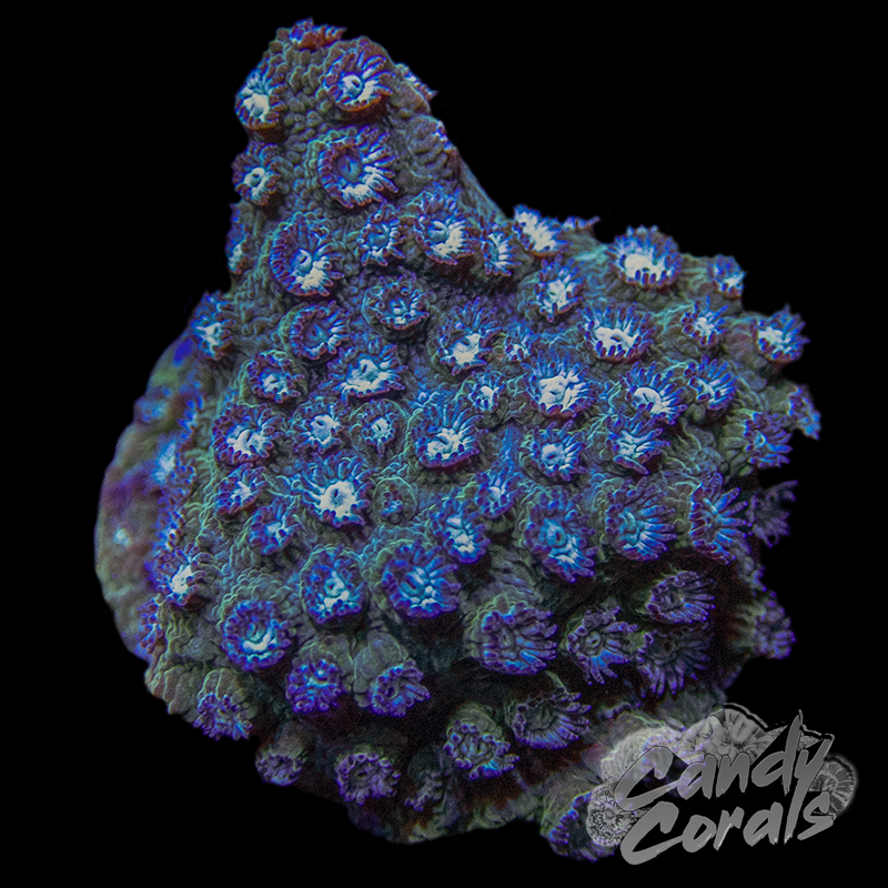 Bender Cyphastrea Frag C25