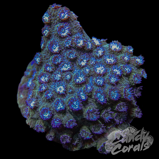 Bender Cyphastrea Frag