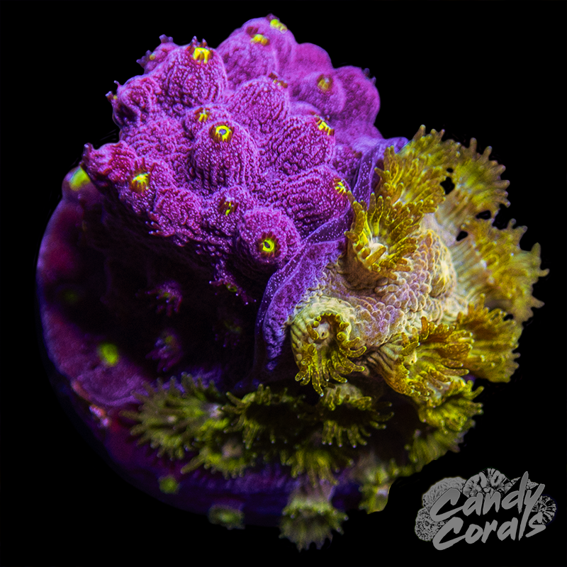 Cyphastrea Duo WYSIWYG 5