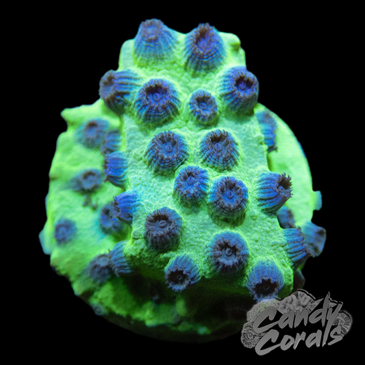 PPE Cyphastrea Frag