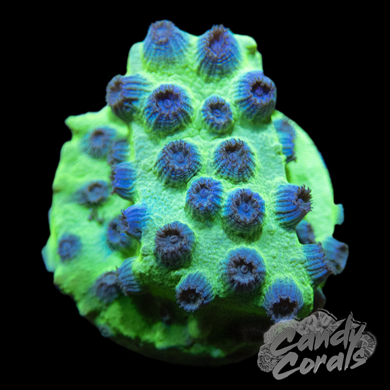 PPE Cyphastrea Frag C32