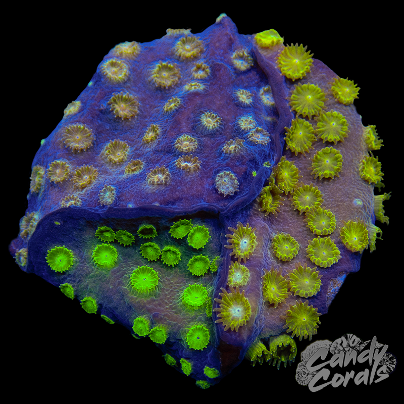 Multi Cyphastrea WYSIWYG 2