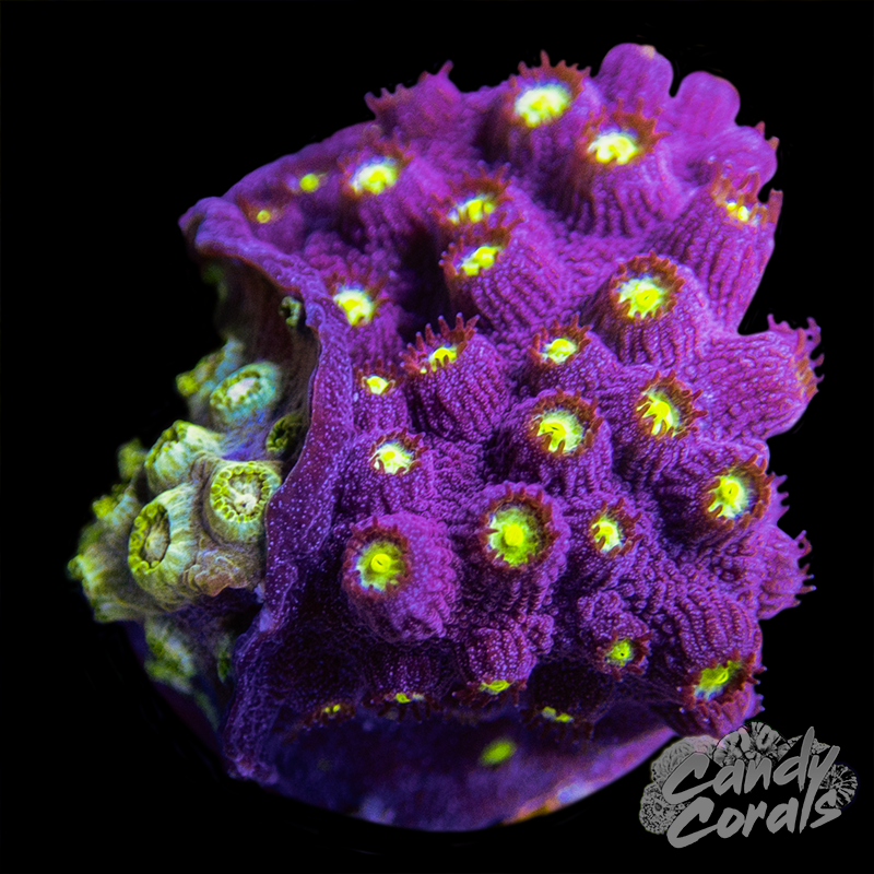 Cyphastrea Duo WYSIWYG 6