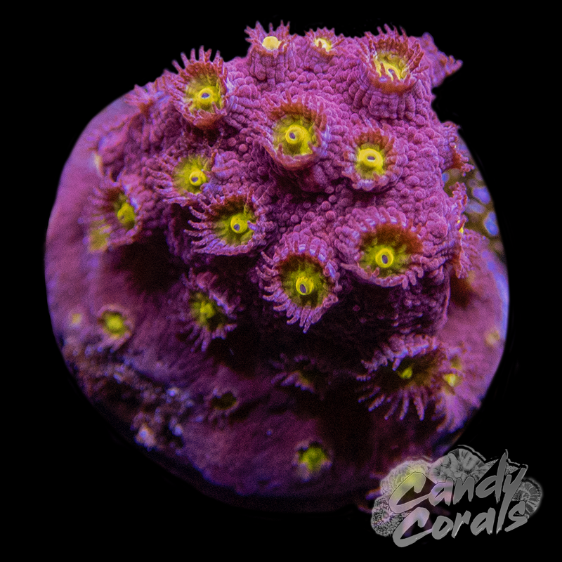 Bling Bling Cyphastrea Frag C28