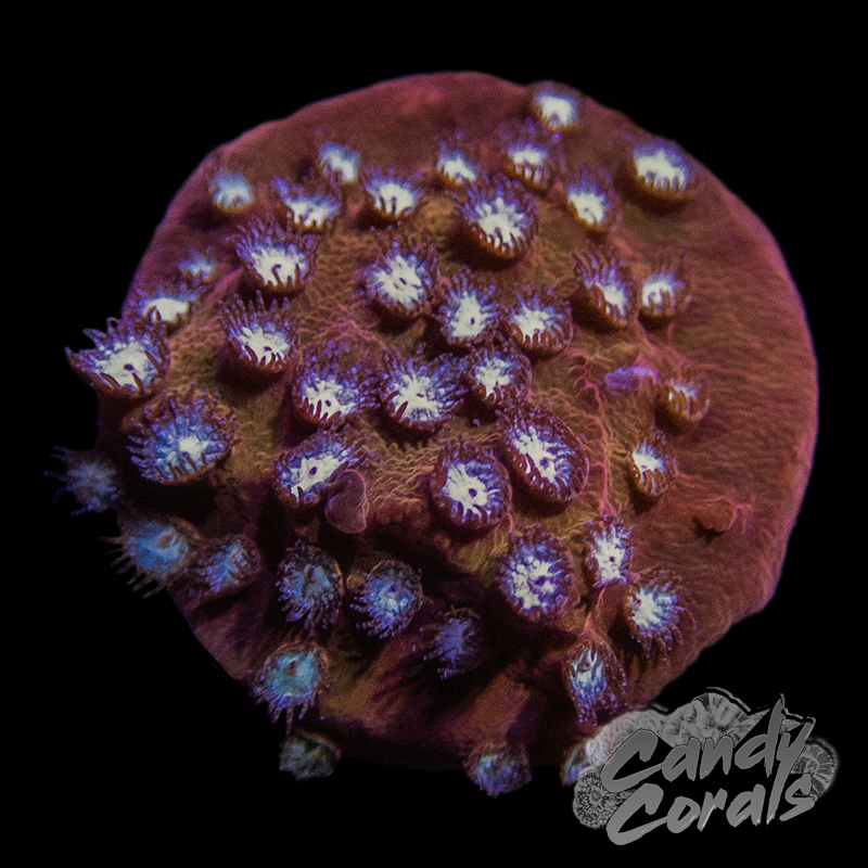 Fender Cyphastrea Frag C24