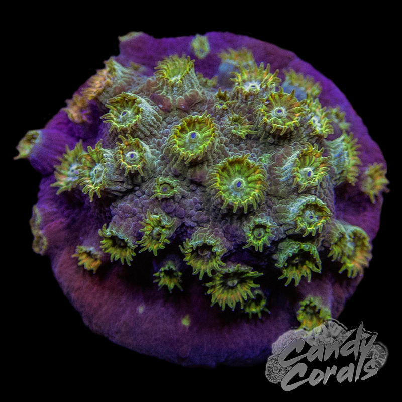 Grafted Cyphastrea Frag C20