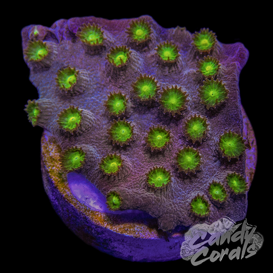 Baby Duck Cyphastrea Frag