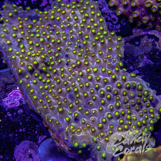 Baby Duck Cyphastrea Frag