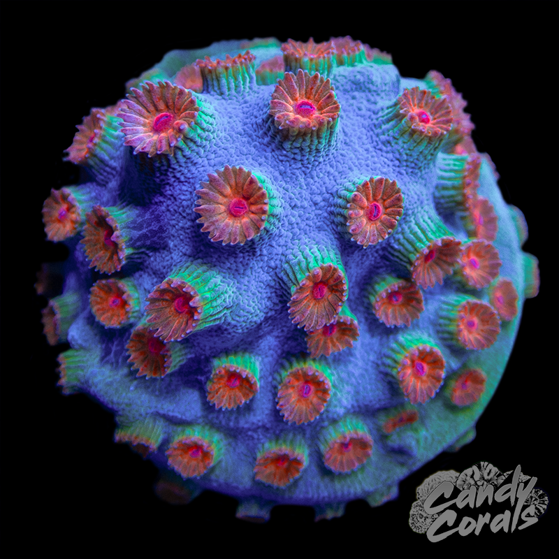 Rain Shower Cyphastrea Frag