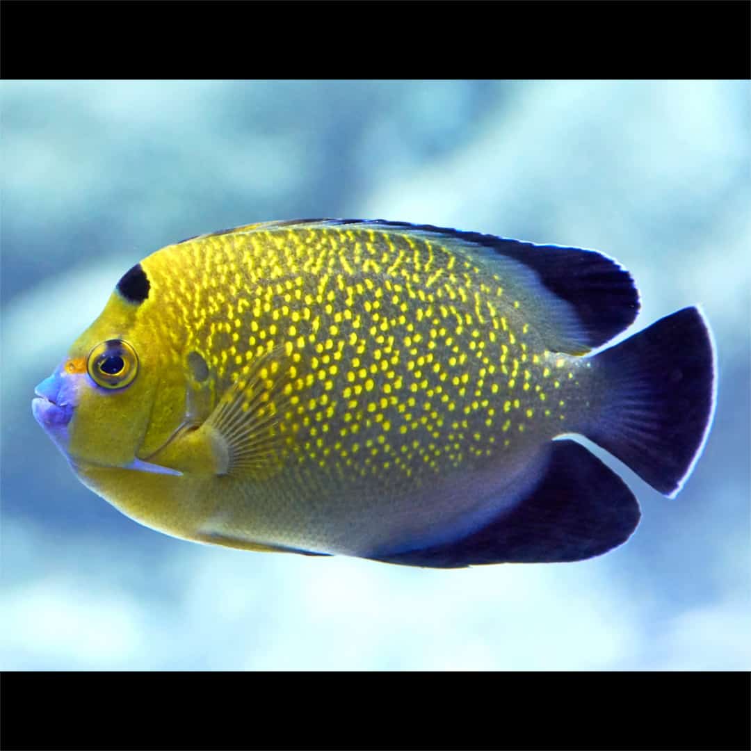 Gold Flake Angelfish (Adult Color)