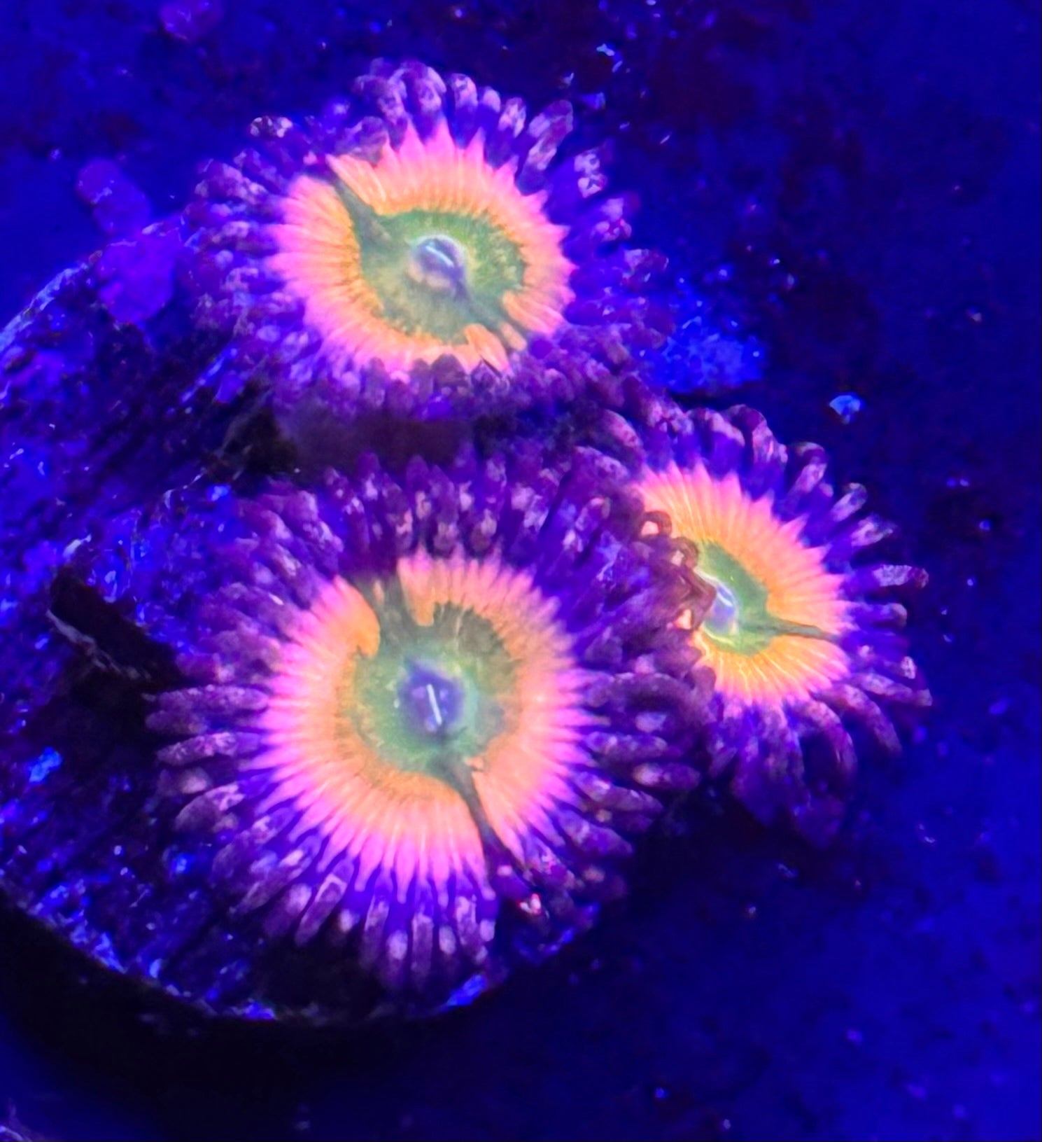 Rainbow Infusion Palythoa Per Frag Z78