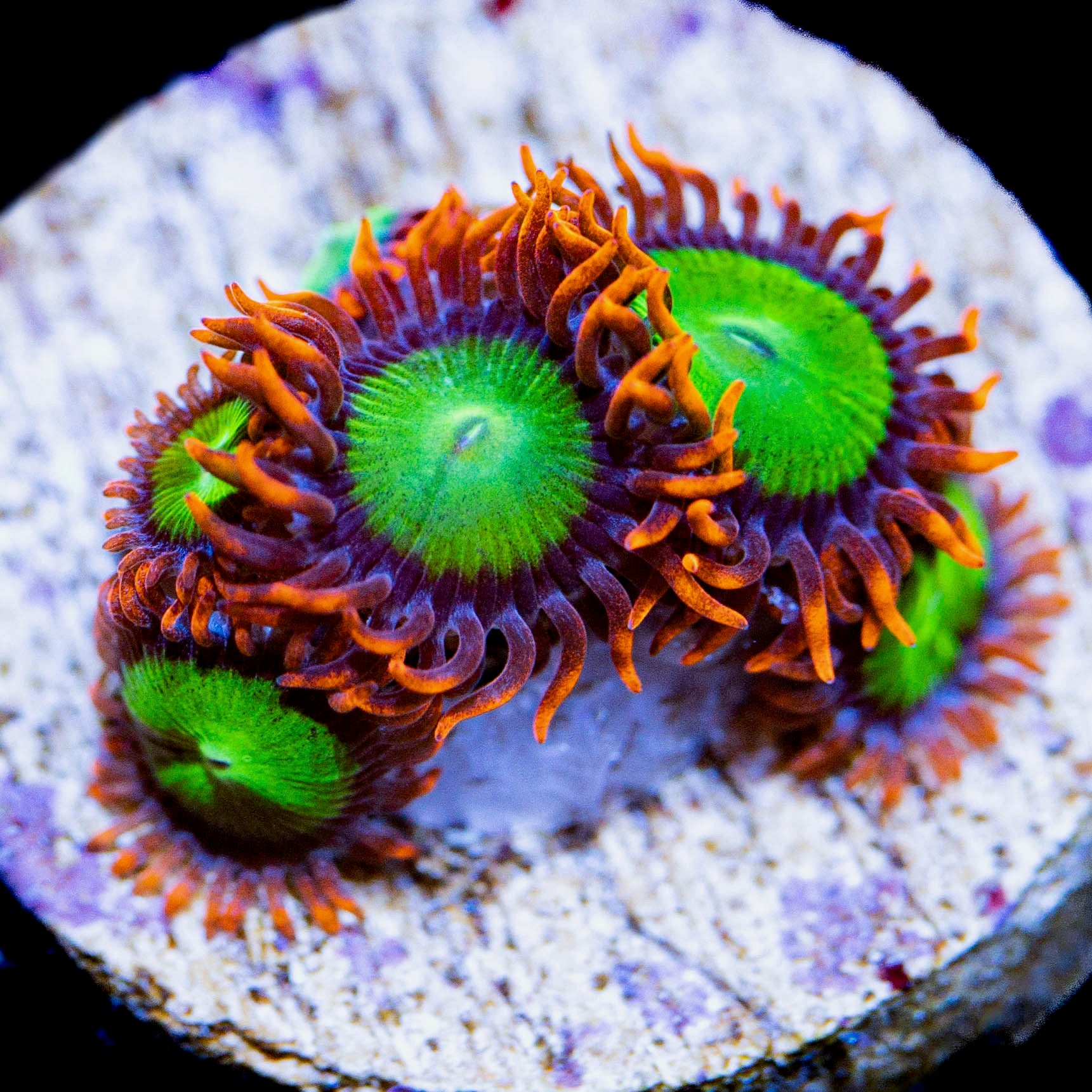 Goblin On Fire Zoa per frag Z24