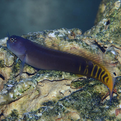 Captive Bred Gulf Blenny