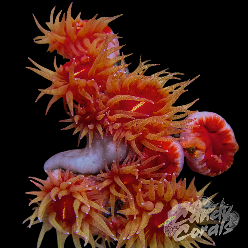 Orange Fat head Dendrophyllia Per Polyp