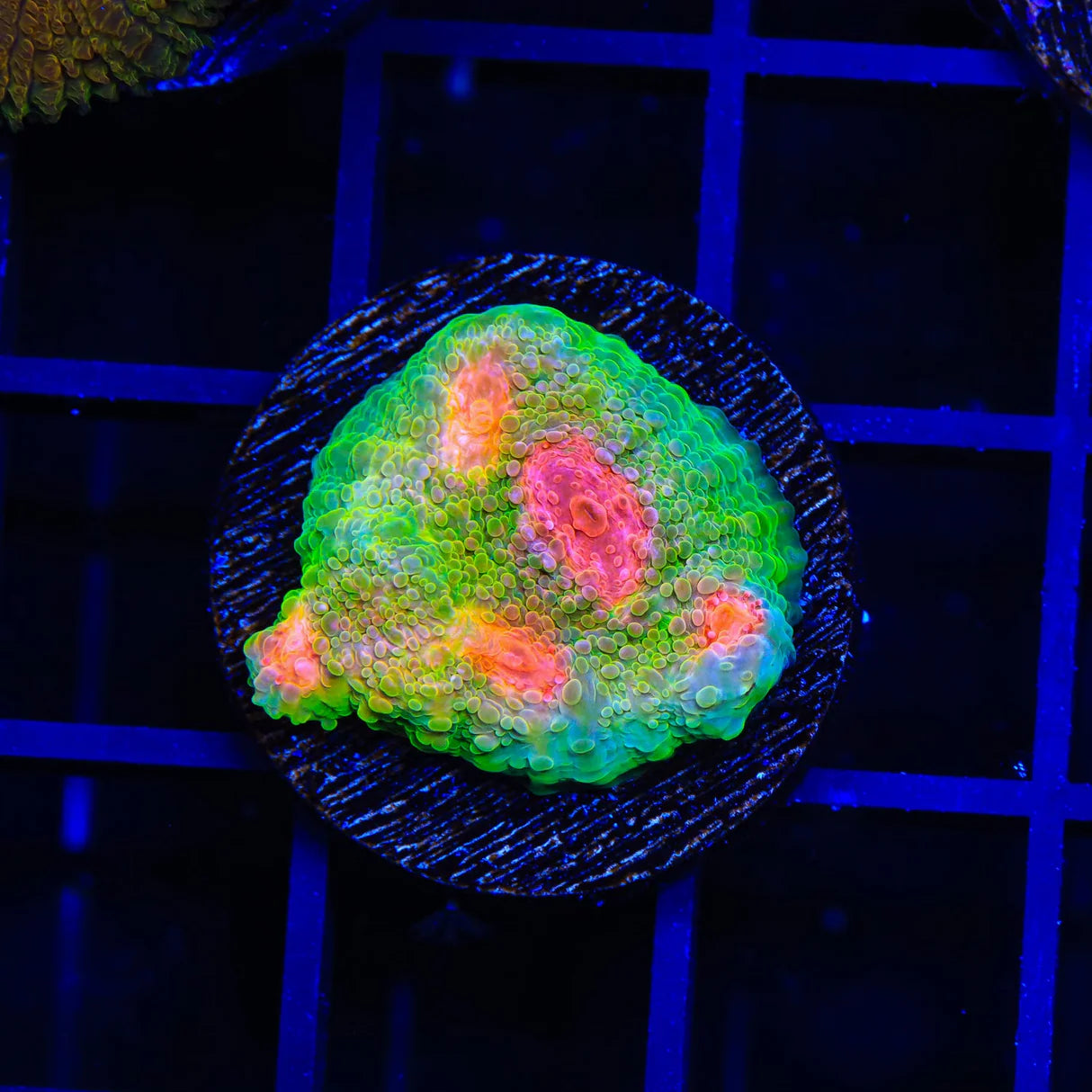 3G Mummy Eye Chalice Coral Frag C2