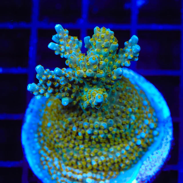 TSA Goliath Acropora Coral A40