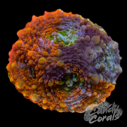 Rainbow Swirl Acan Echinata Frag B20 – Candy Corals